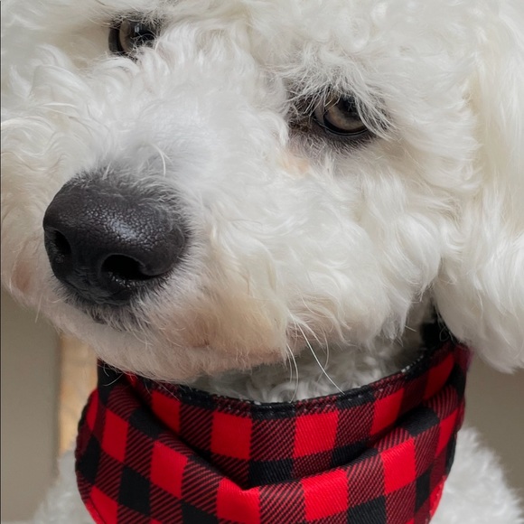 Meet your Posher, Bichon - Picture 1 of 1